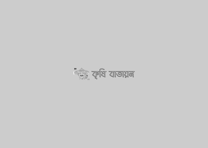 অধিক ফলনেও কৃষক কাঁদছে!